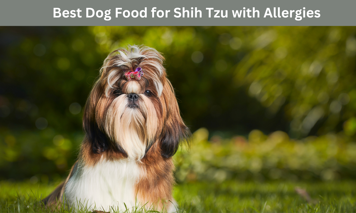 Best Dog Food for Shih Tzu with Allergies