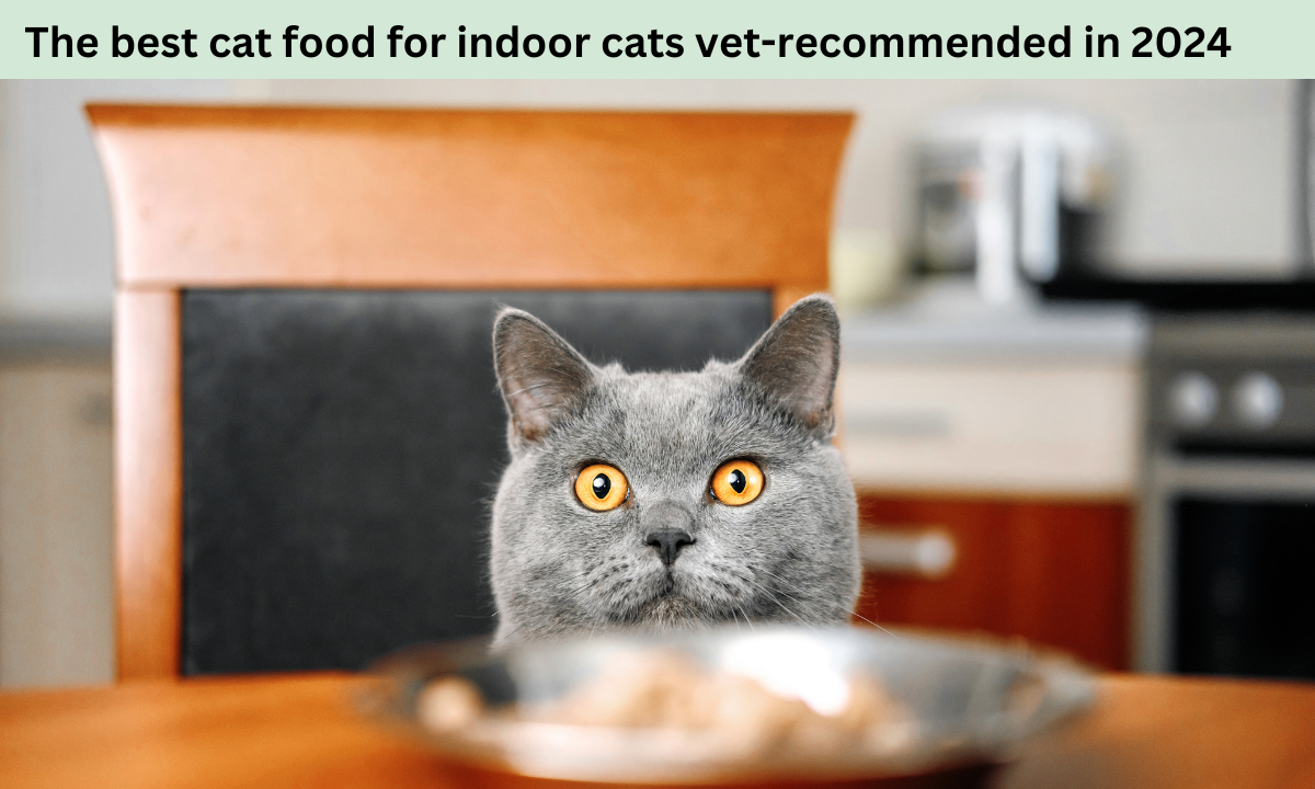 The best cat food for indoor cats vet-recommended in 2024