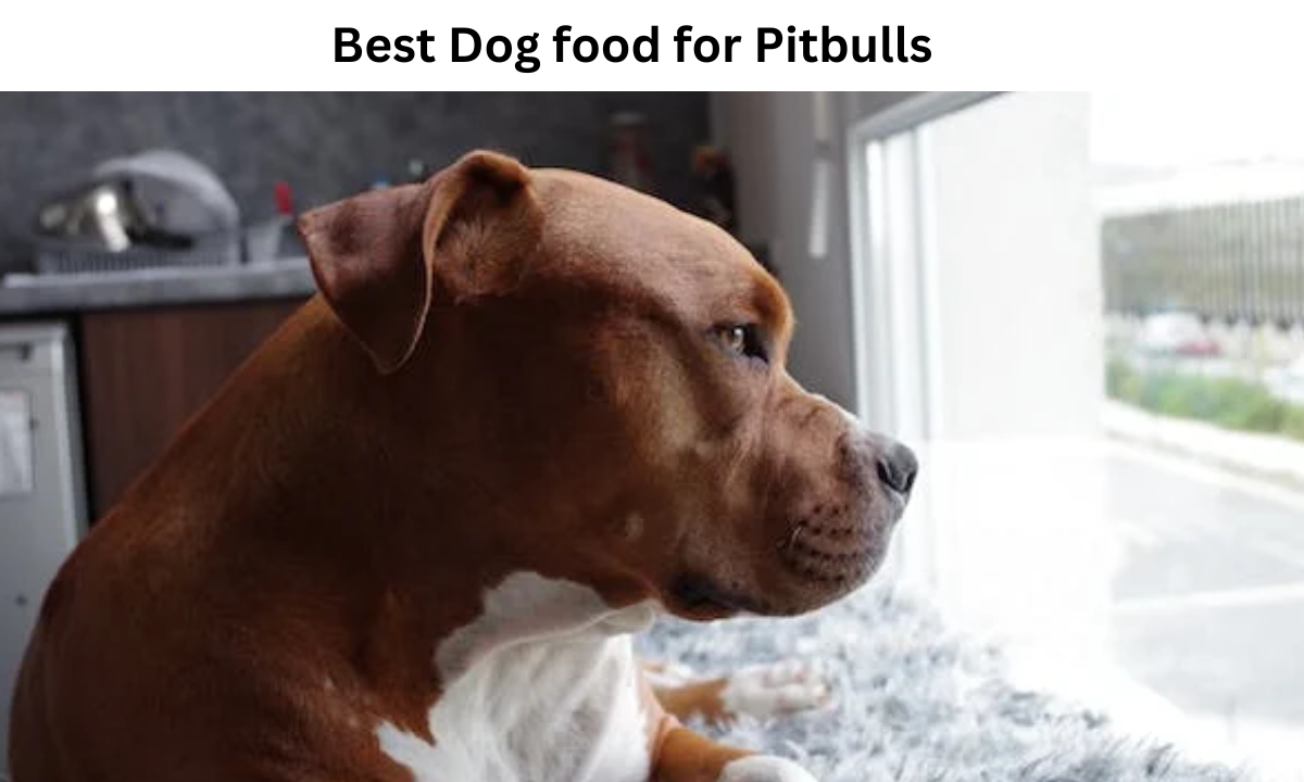 Best Dog food for Pitbulls