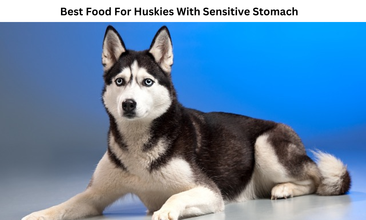 best food for huskies with sensitive stomach