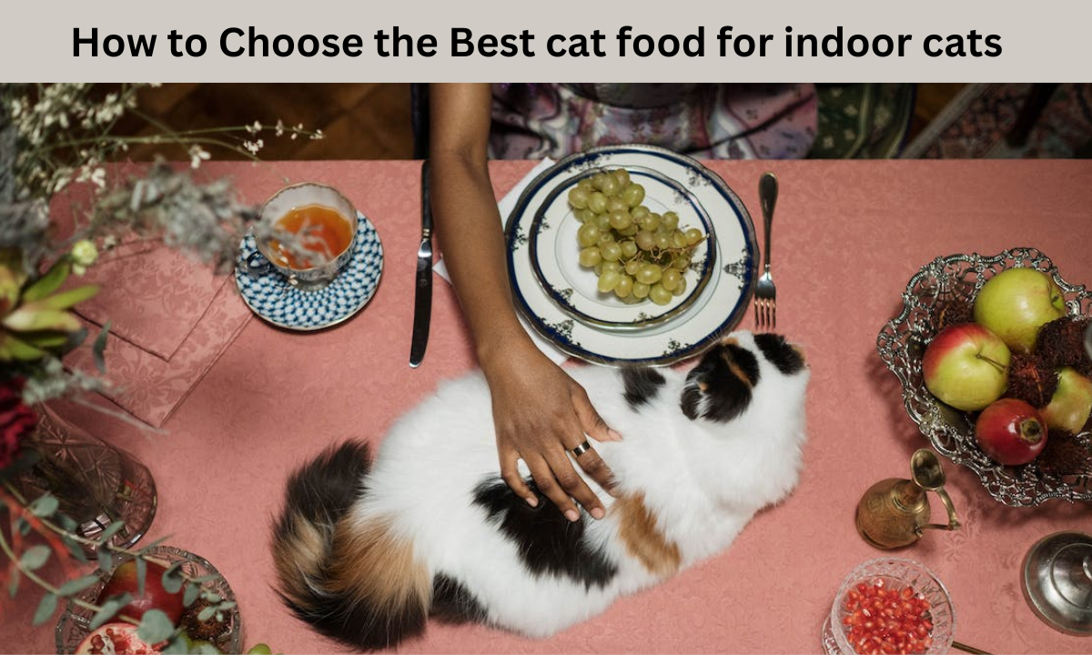 Best cat food for indoor cats