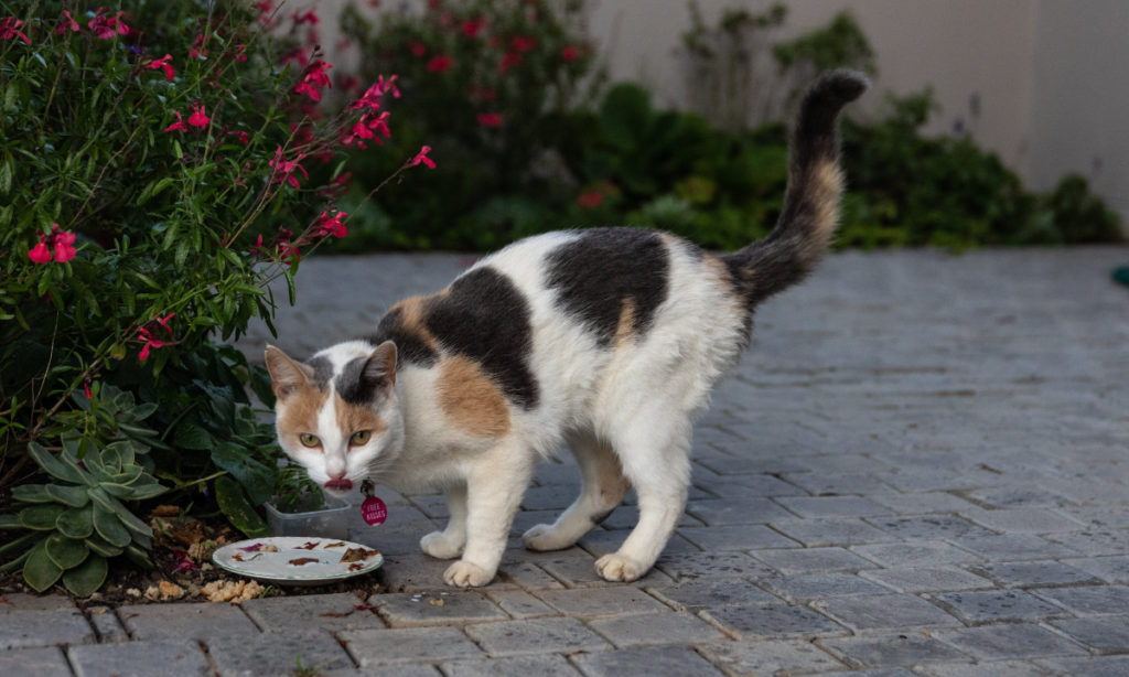 Best cat food for indoor cats