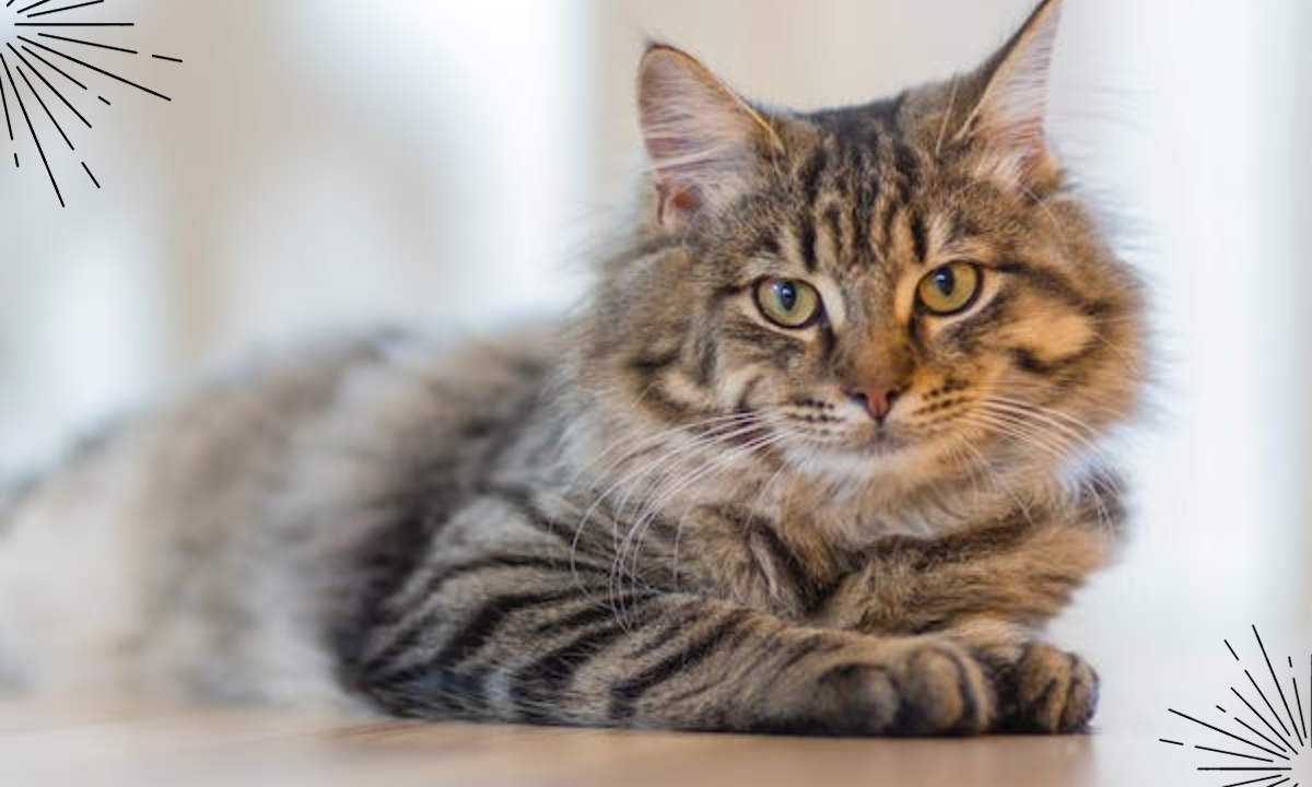 Best cat food for overweight indoor cats