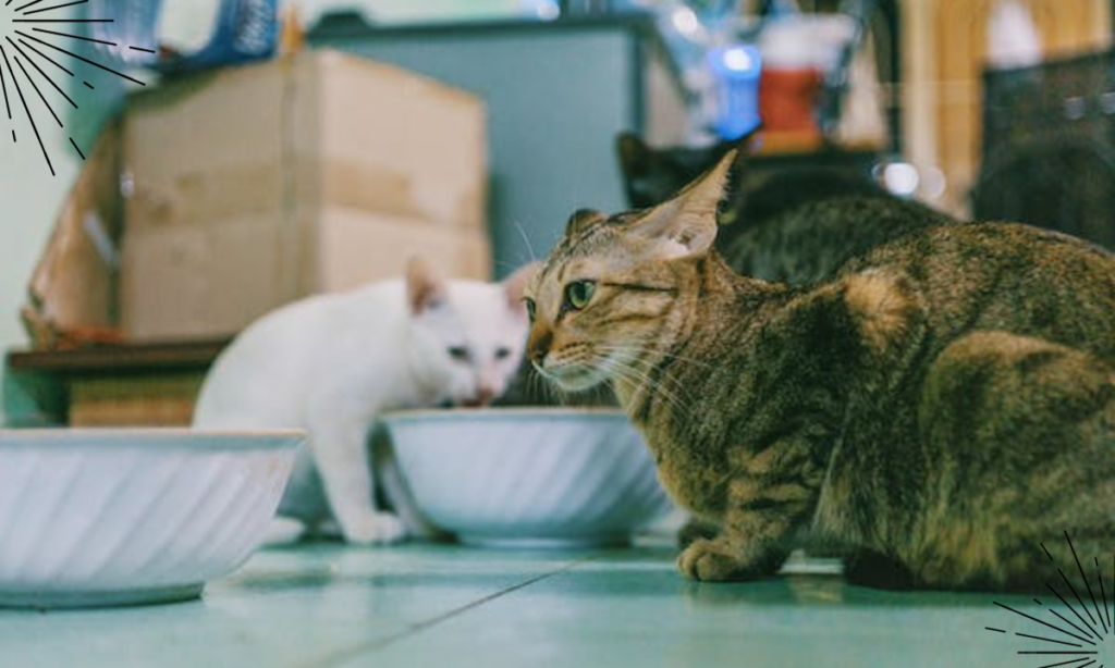 Best cat food for overweight indoor cats