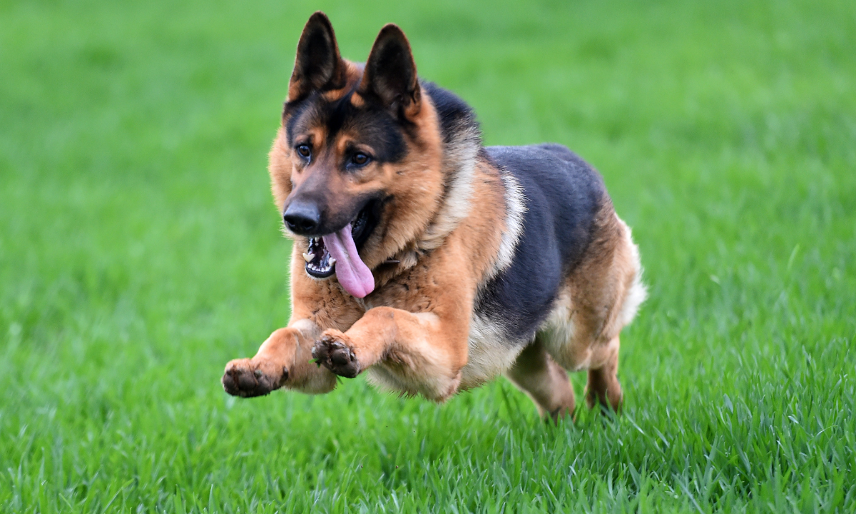 Best Dog Food for German Shepherds with Skin Allergies in 2024