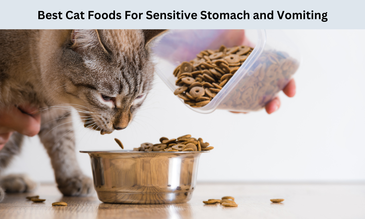 Best Cat Foods For Sensitive Stomach and Vomiting