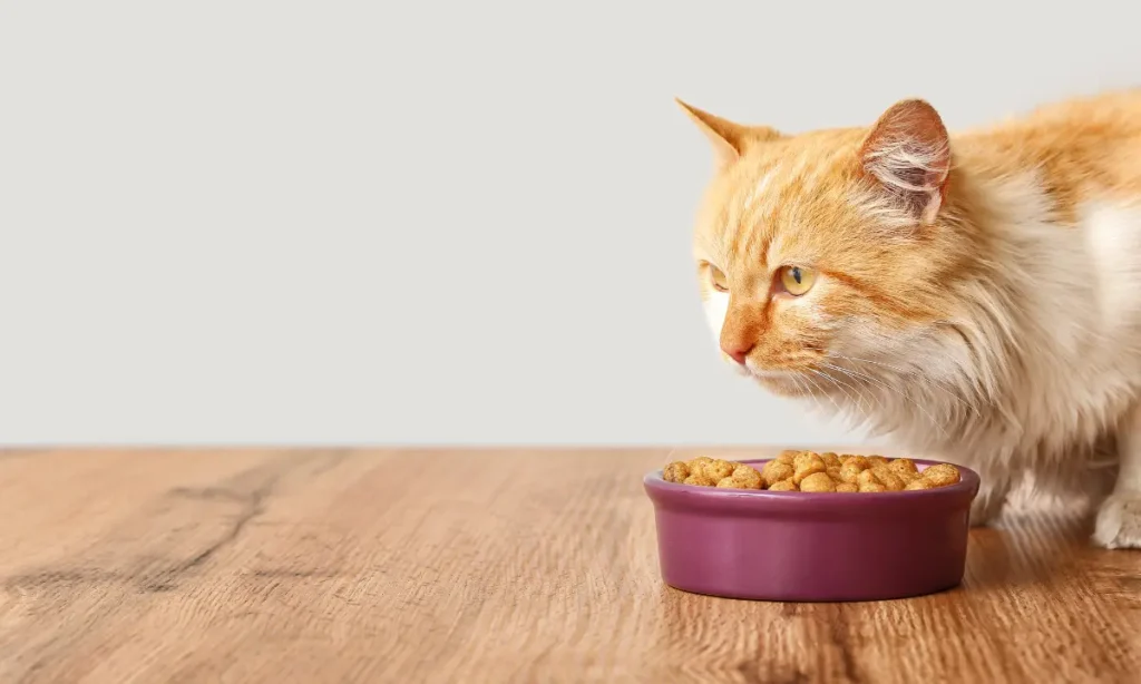 Best Cat Food for Sensitive Stomach