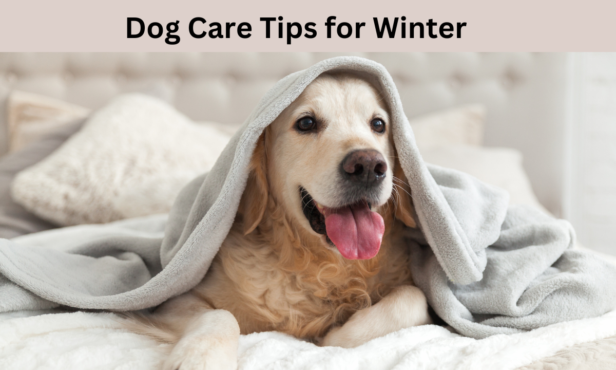 Most Effective Dog Care Tips for Winter