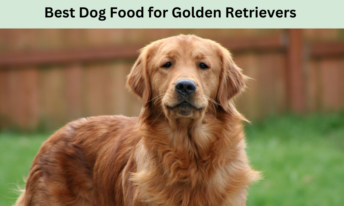 Best Dog Food for Golden Retrievers