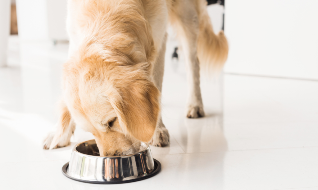 Dog Food for golden retriever