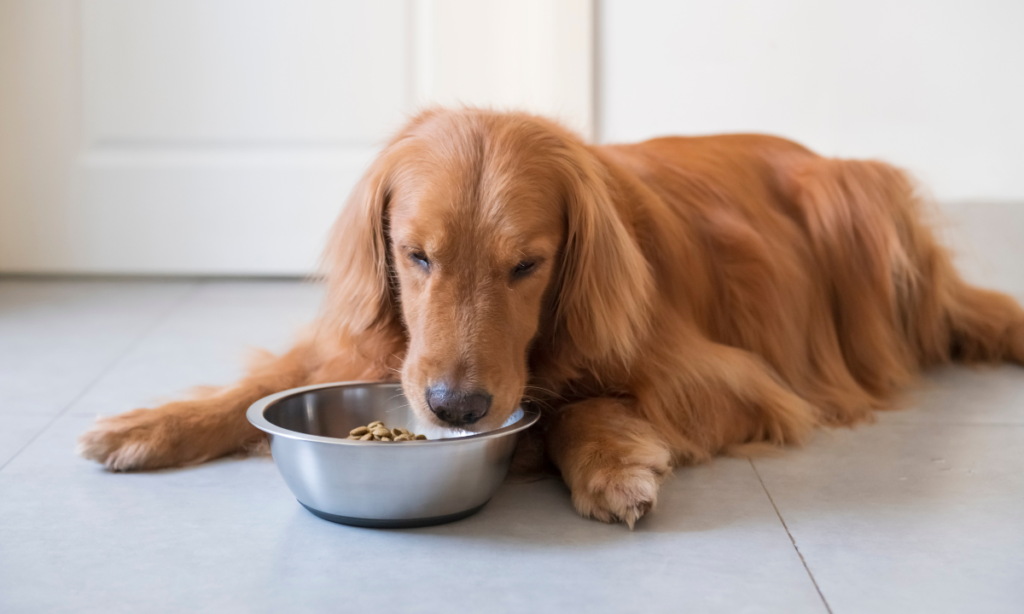 Best dog food for a golden retriever