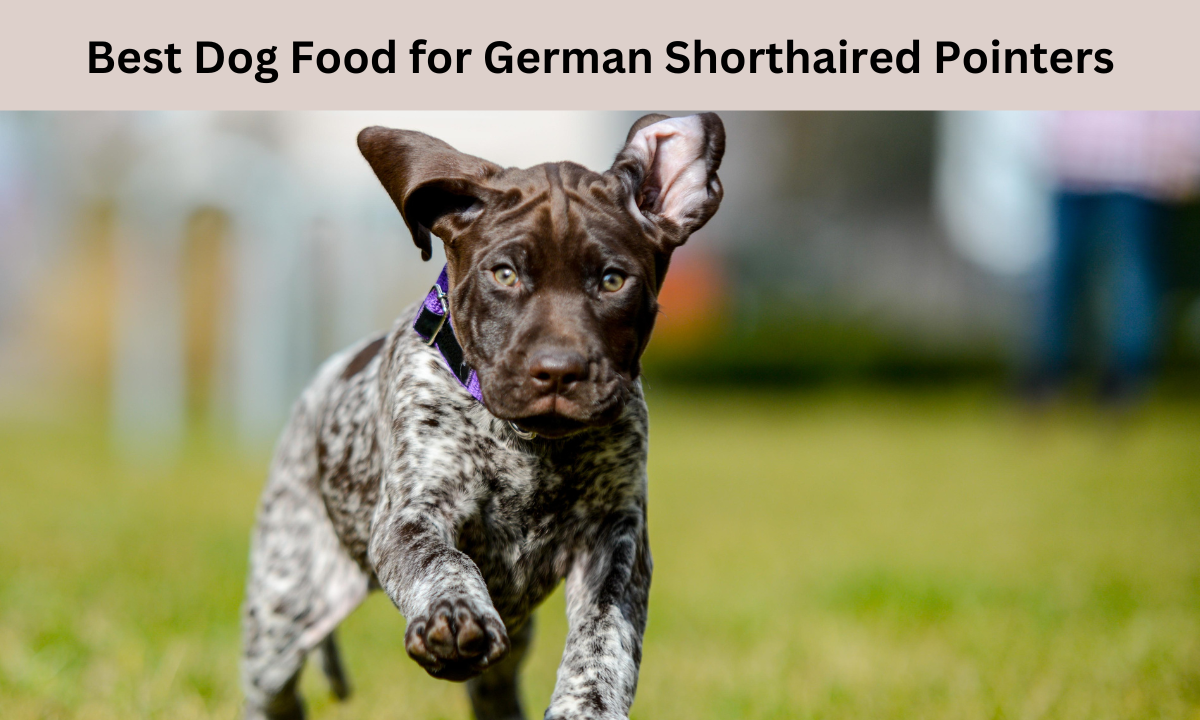 Best Dog Food for German Shorthaired Pointers