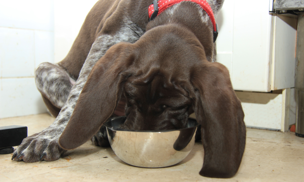 German Shorthaired Pointers