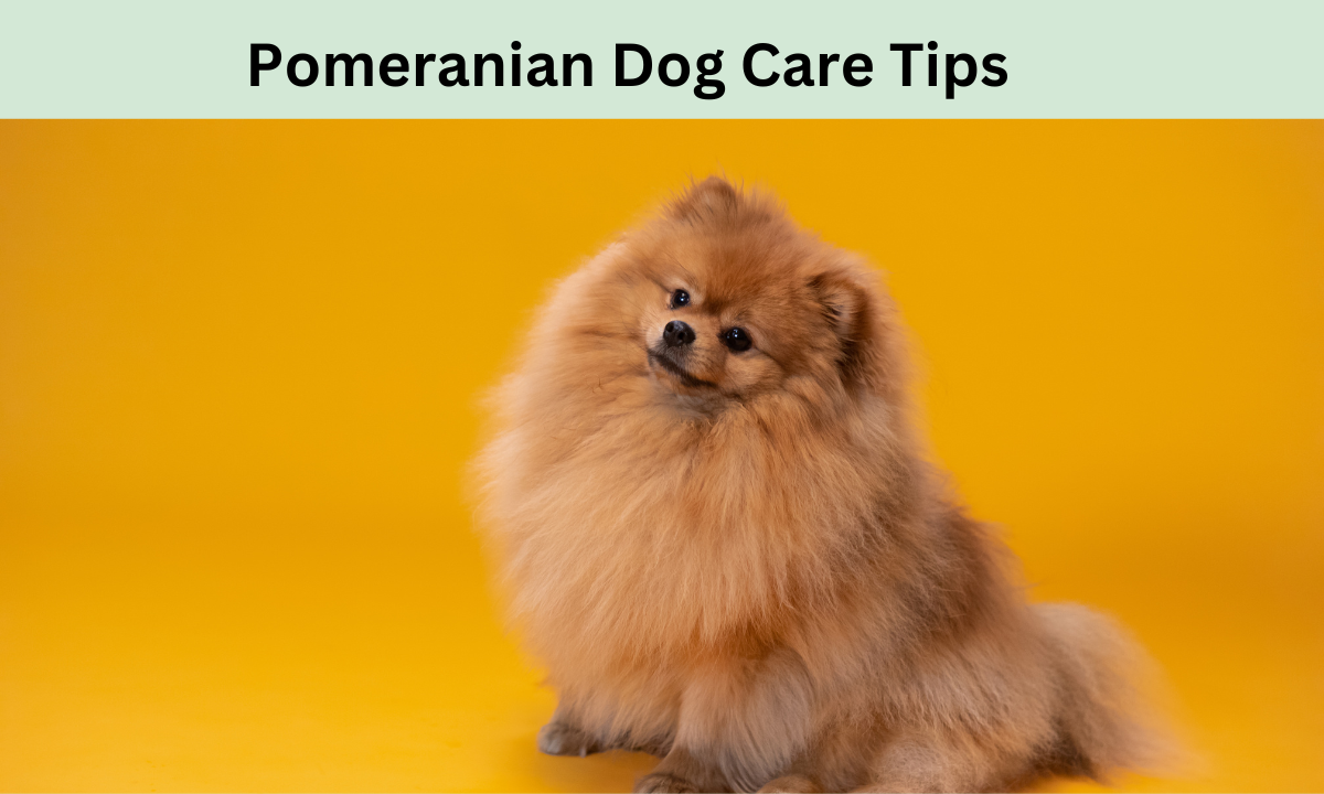 Effective Pomeranian Dog Care Tips: What You Need to Know