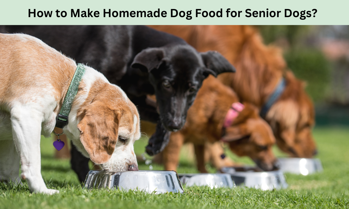 Homemade Dog Food for Senior Dogs