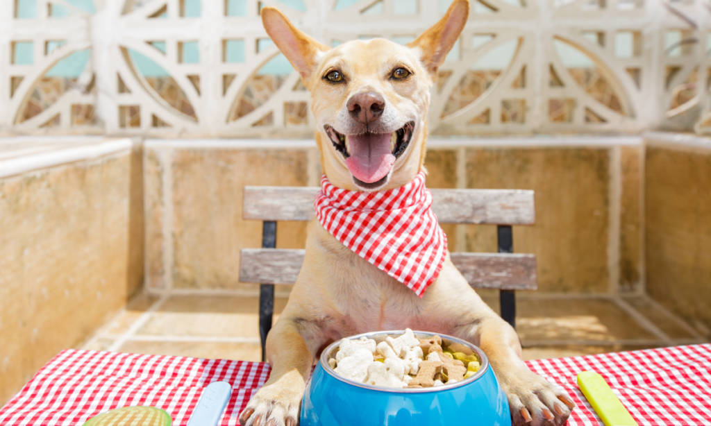 Homemade Dog Food For Senior Dogs