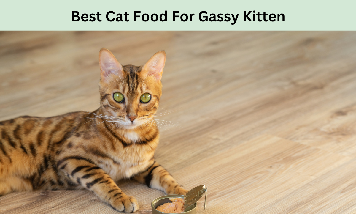 Best Cat Food For Gassy Kitten