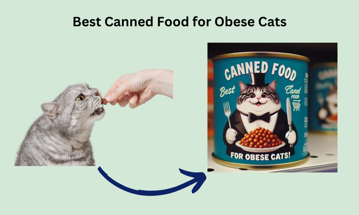 Best Canned Food for Obese Cats