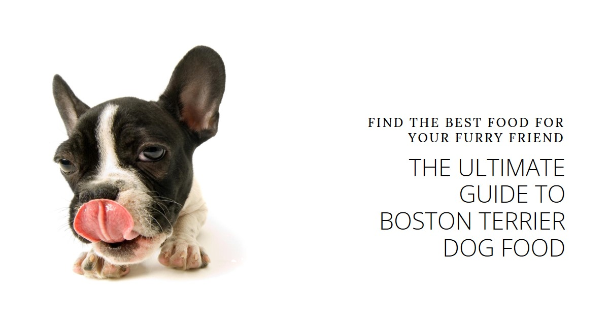 Best Dog Food for Boston Terriers