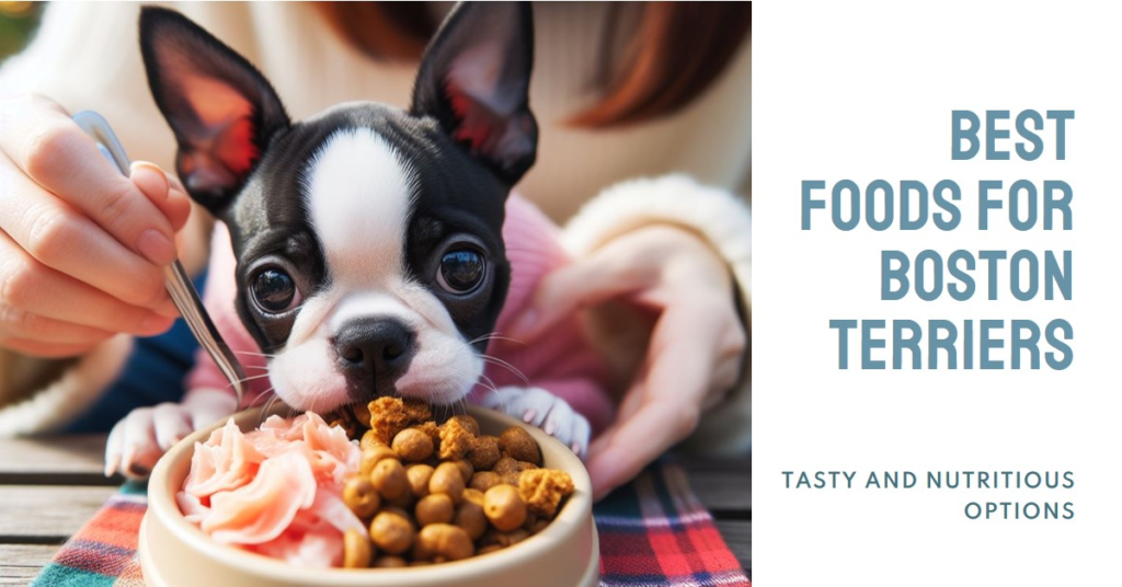 Top Food Suggestions for Boston Terriers