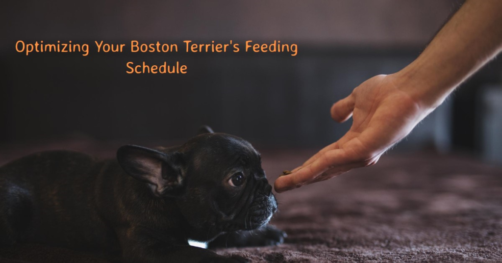 Best Dog Food for Boston Terriers