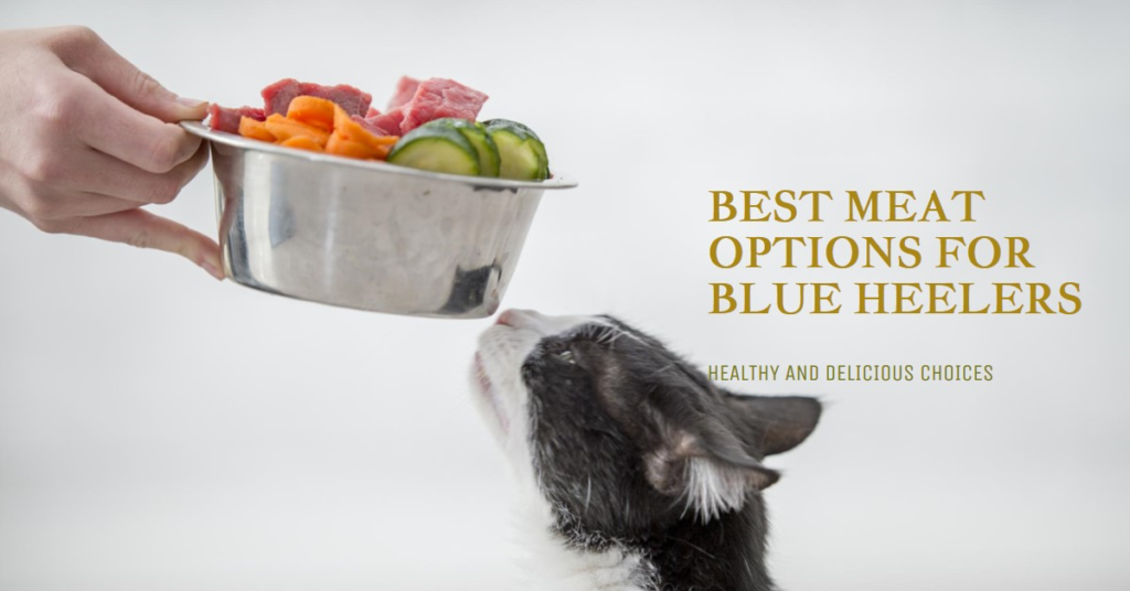 Blue Heeler Dog food