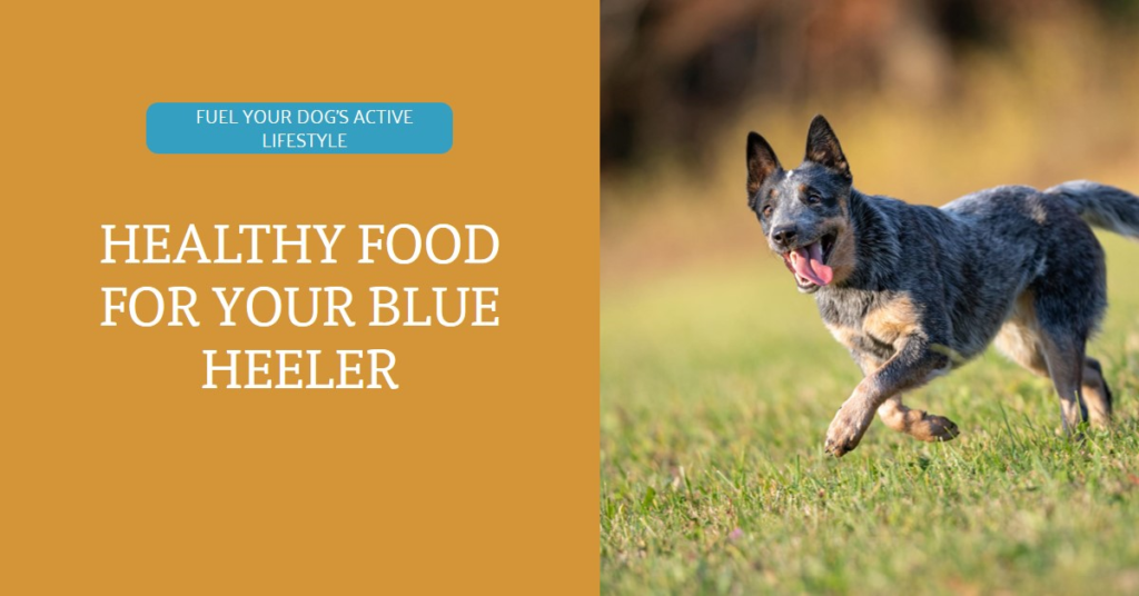 Blue Heeler Dog food