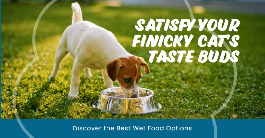 Best Wet Food for Finicky Cats