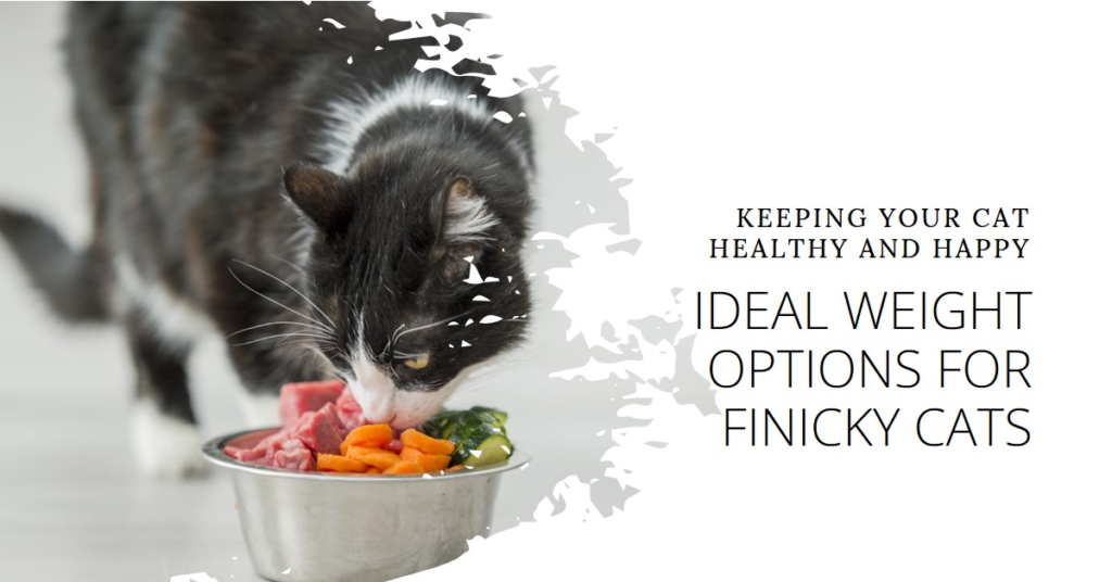 Wet Food for Finicky Cats	Benefits
Royal Canin Feline Health Nutrition	Specifically formulated for picky eaters. Balanced nutrition for overall health. Essential vitamins and minerals.
Hill's Science Diet Adult Savory Chicken Entrée	Made with high-quality ingredients. Delicious chicken flavor. Supports urinary tract health.
Purina Pro Plan Savor Adult Chicken & Rice Entrée	Rich in protein from real chicken. Supports a healthy immune system. Provides essential nutrients.
Wellness Complete Health Pate Chicken Entree	Made with natural ingredients. Smooth texture. Contains antioxidants for immune support.
Blue Buffalo Healthy Gourmet Adult Pate Chicken Entrée	Grain-free formula. Real chicken as the first ingredient. Provides essential amino acids.