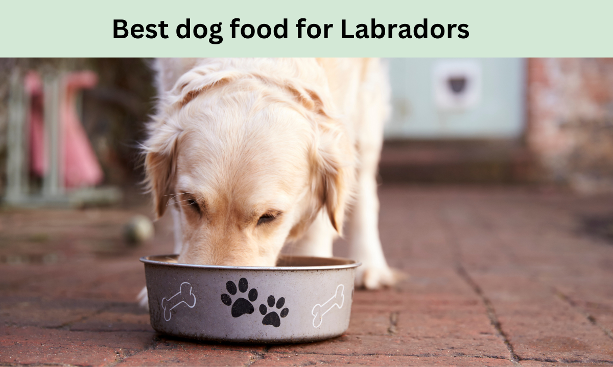 Best dog food for Labradors: 2024 Best Picks