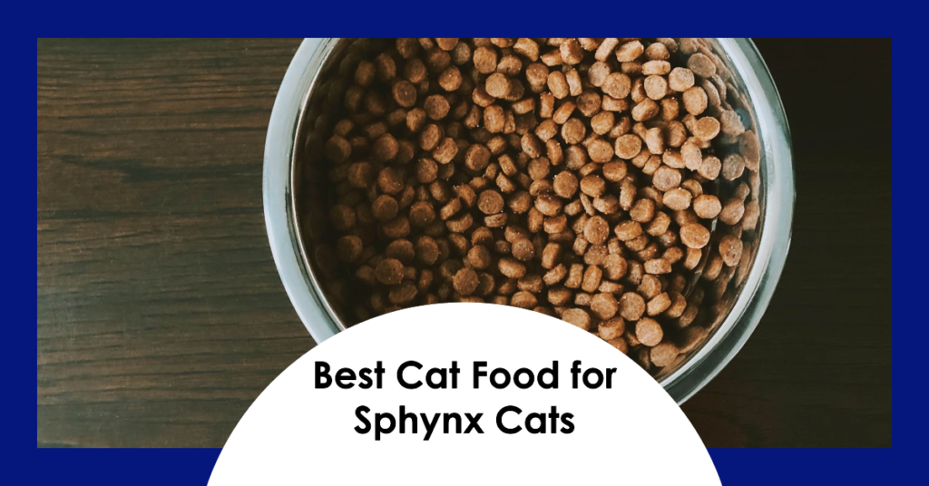 Best Food for Sphynx Cats