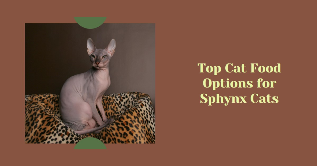  Sphynx Cats