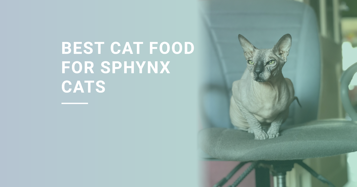 Best Food for Sphynx Cats