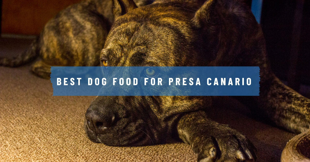 Best dog food for Presa Canario