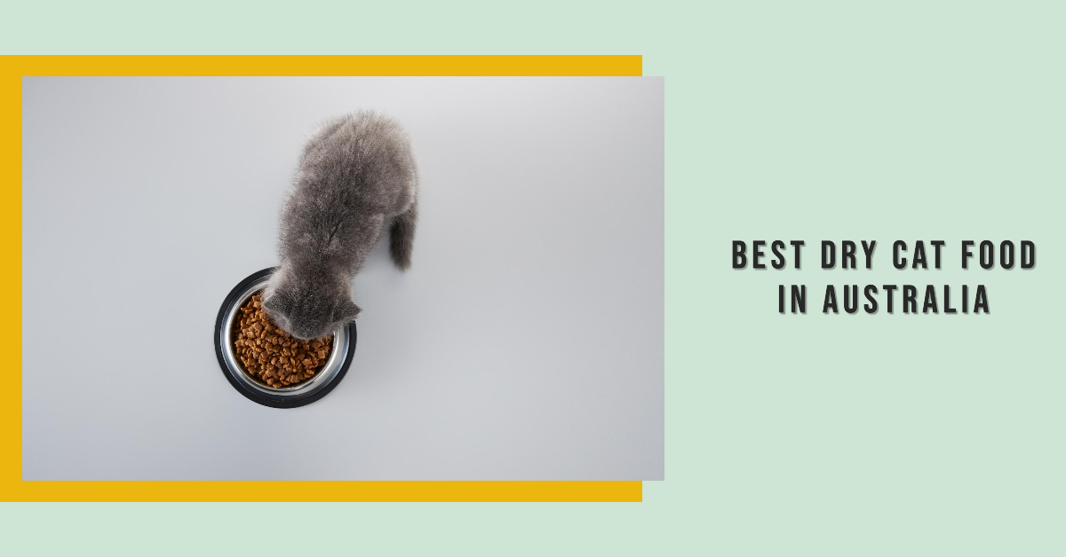 Best dry cat food Australia