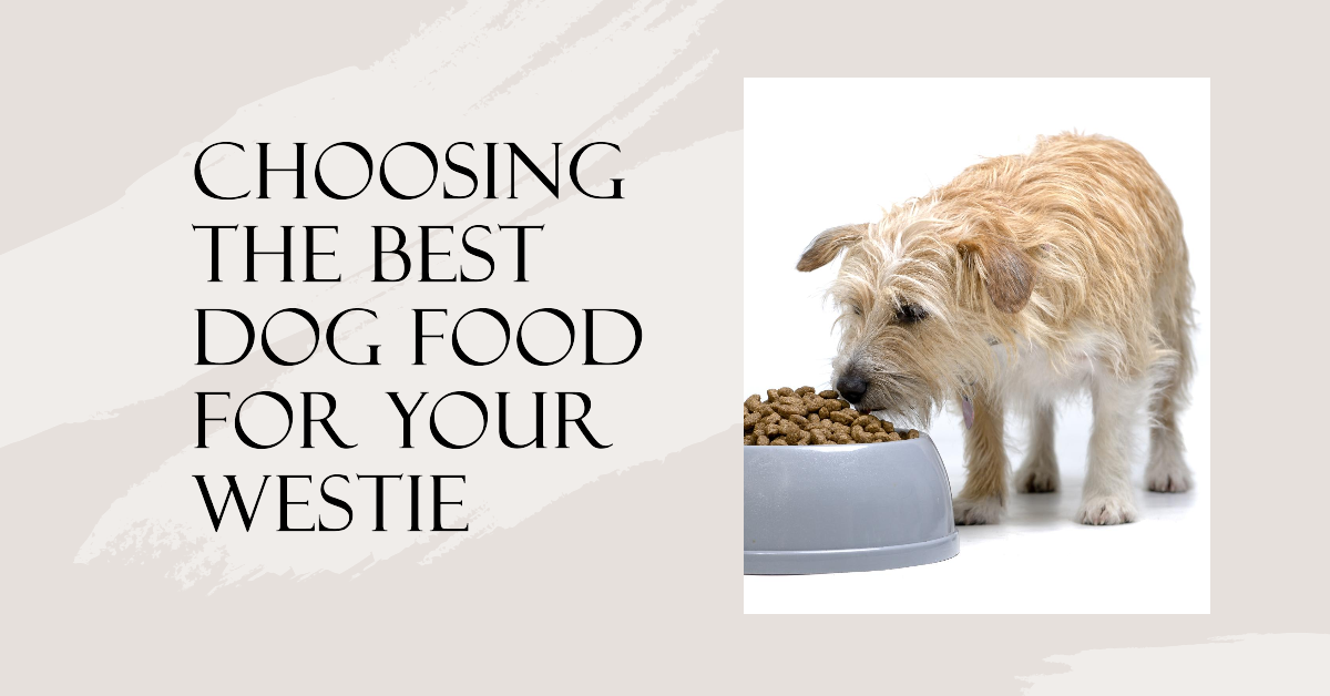 Best dog food for West Highland terriers