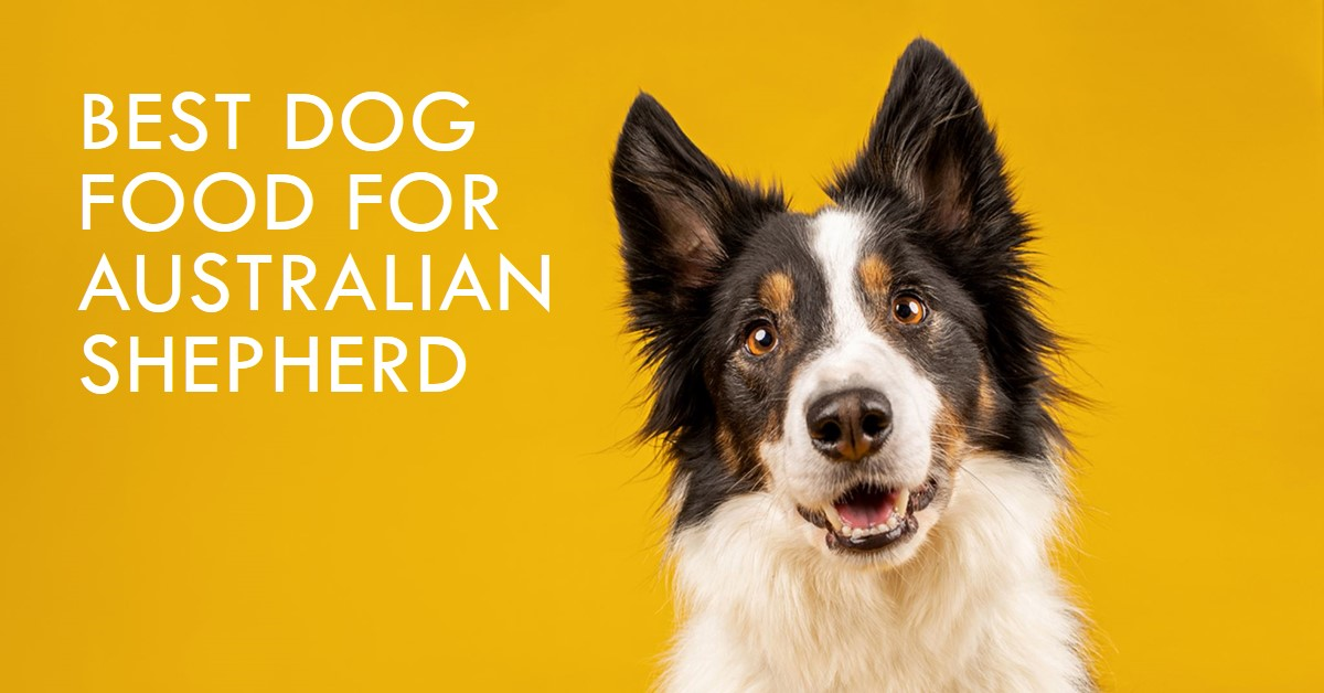 Best dog food for Australian Shepherd