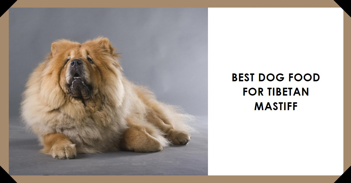 The Best dog food for Tibetan Mastiff in 2024