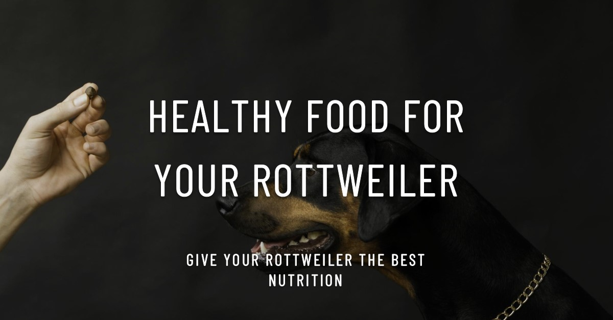 Best dog food for Rottweiler