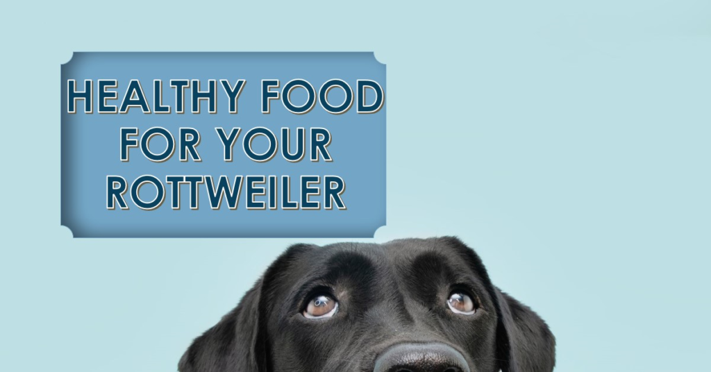 Best dog food for Rottweiler