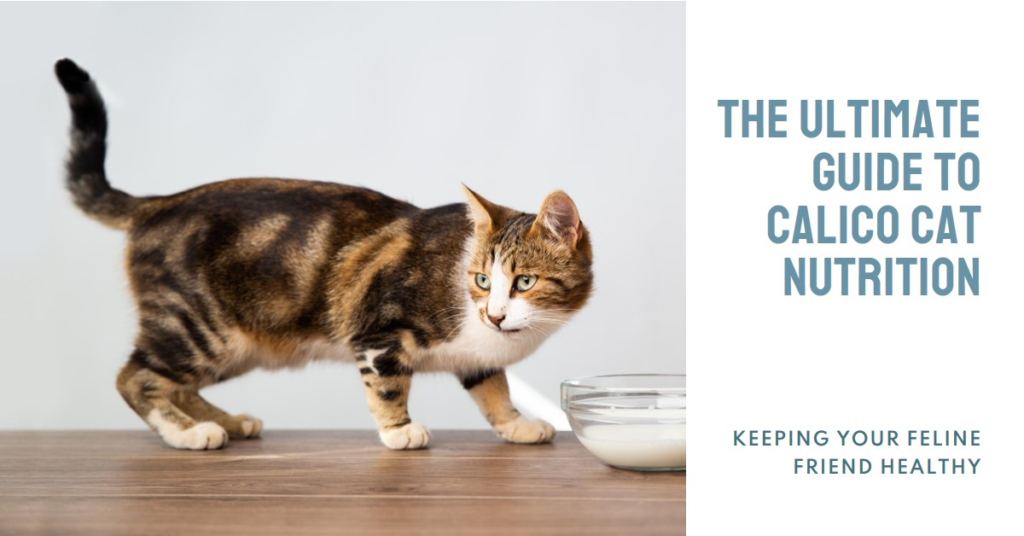 The Ultimate Guide To The Best Food For Calico Cats Keeping Your 