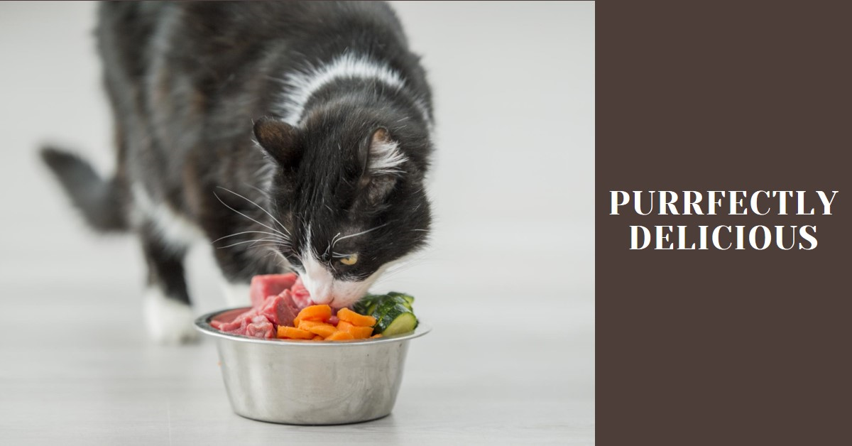 Best Food for Cats