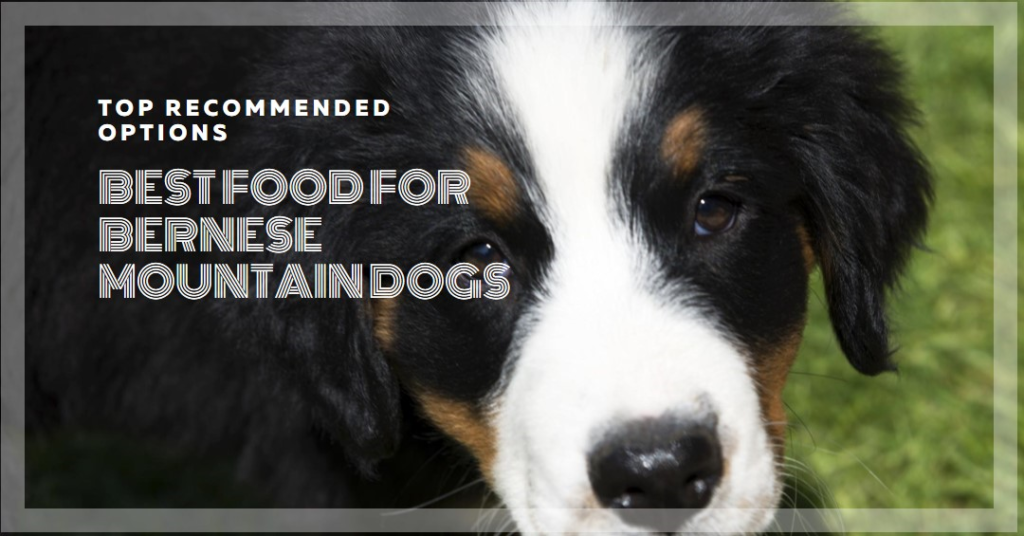 Dog Food Options for Bernese Mountain Dogs