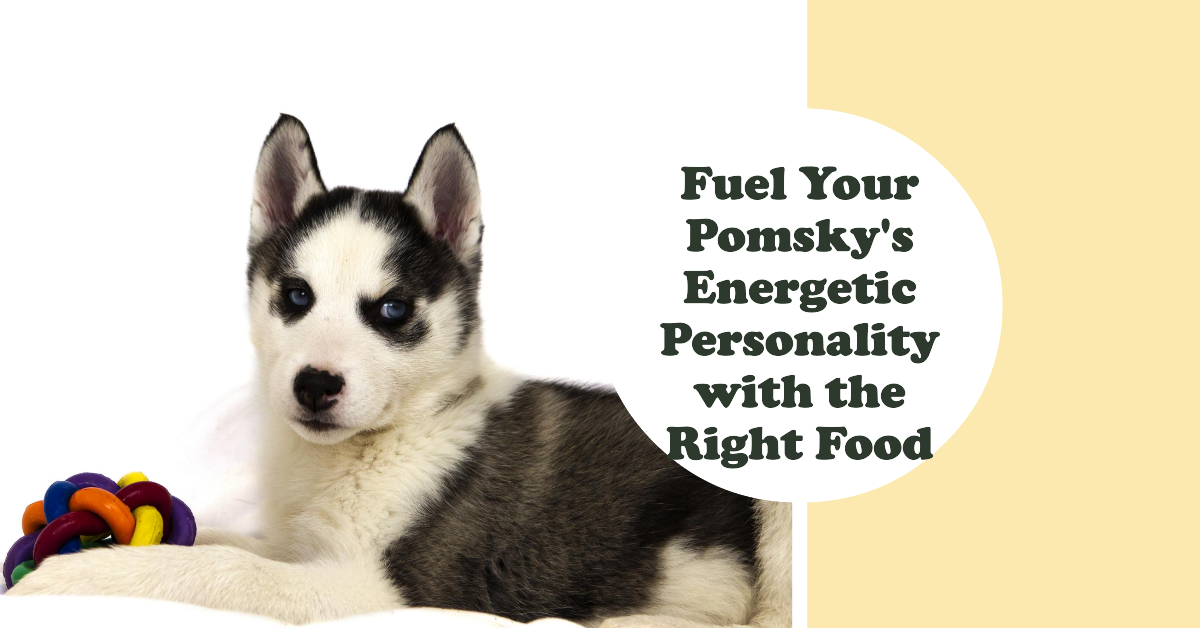 Best Dog Food for Pomsky Puppies