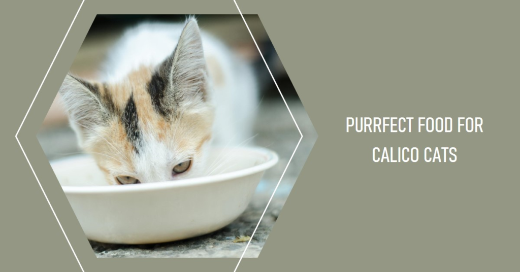  Diet for calico cats