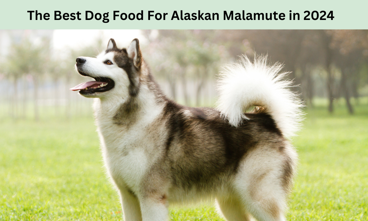 The Best Dog Food For Alaskan Malamute in 2024