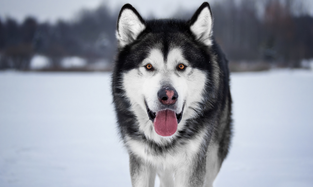  Best Dog Food For Alaskan Malamute