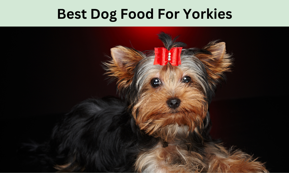 Best Dog Food For Yorkies in 2024