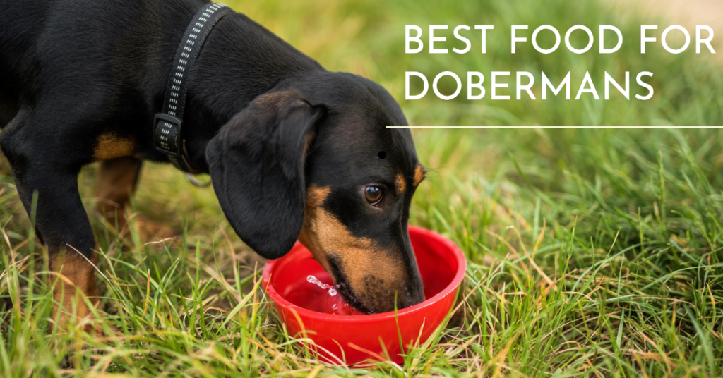 Best Food For Dobermans 