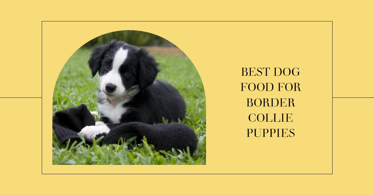 Best Dog Food For Border Collie Puppies